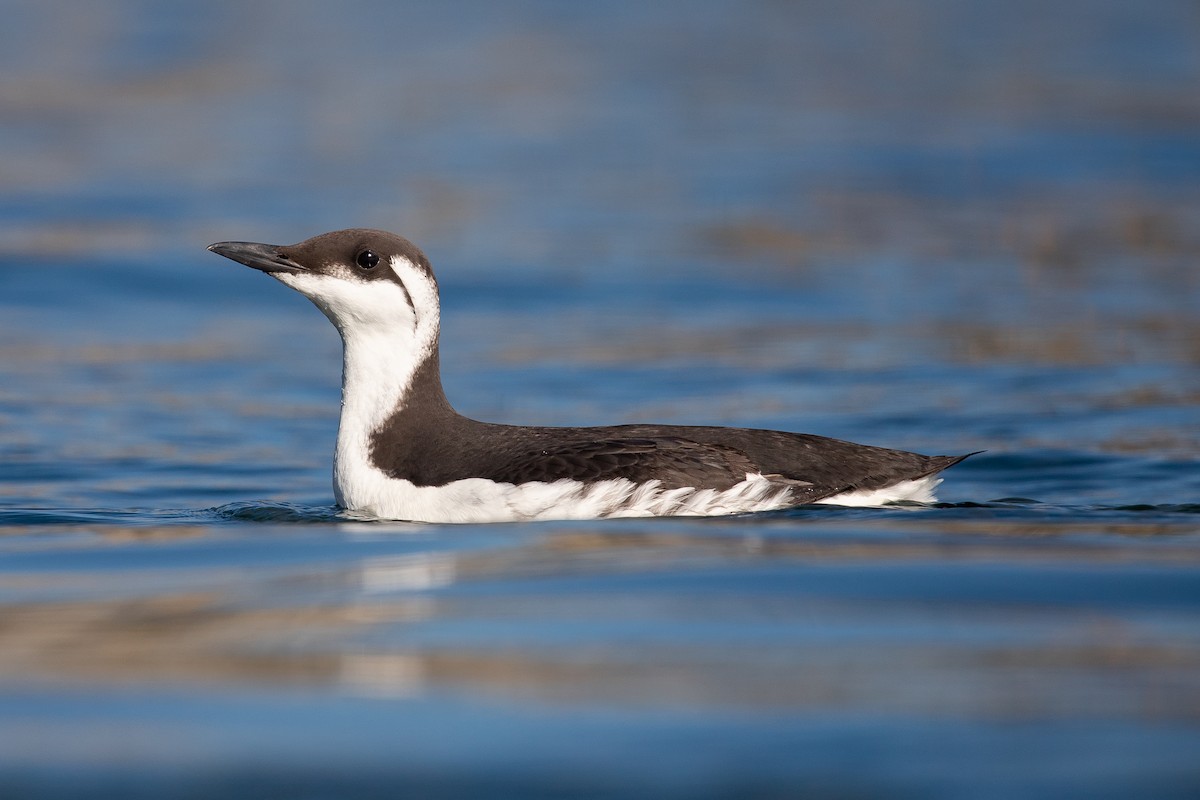 Common Murre - Cameron Johnson