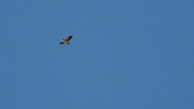 White-tailed Hawk - ML626093520