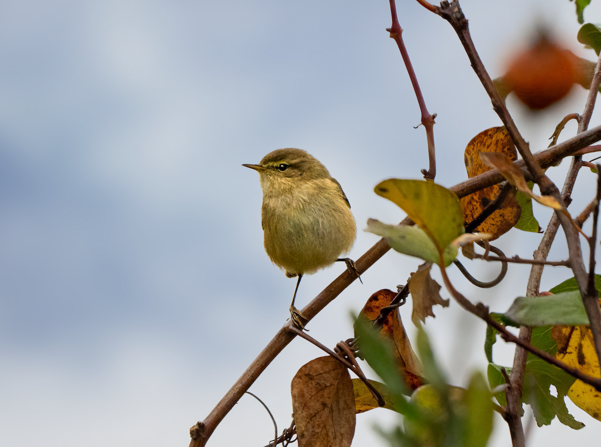 Common Chiffchaff - ML626093769