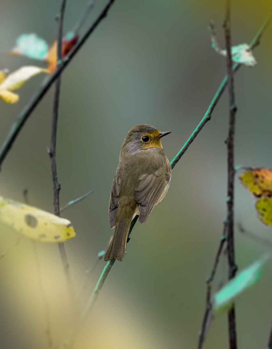 European Robin - ML626093820