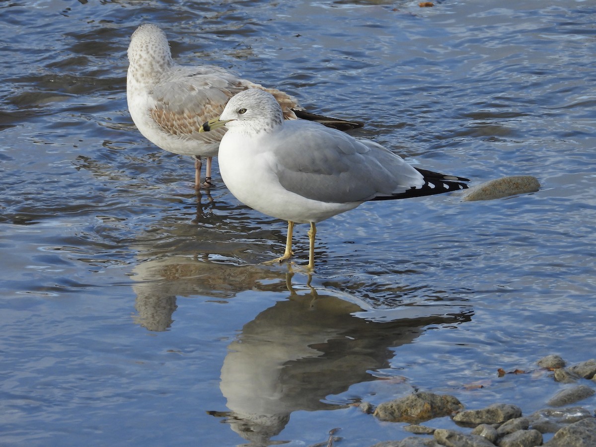 Ring-billed Gull - ML626094075