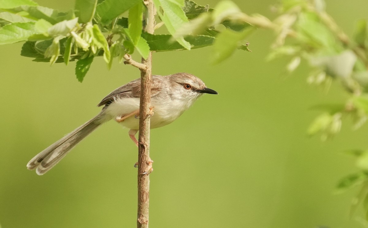 Pale Prinia - ML626094412