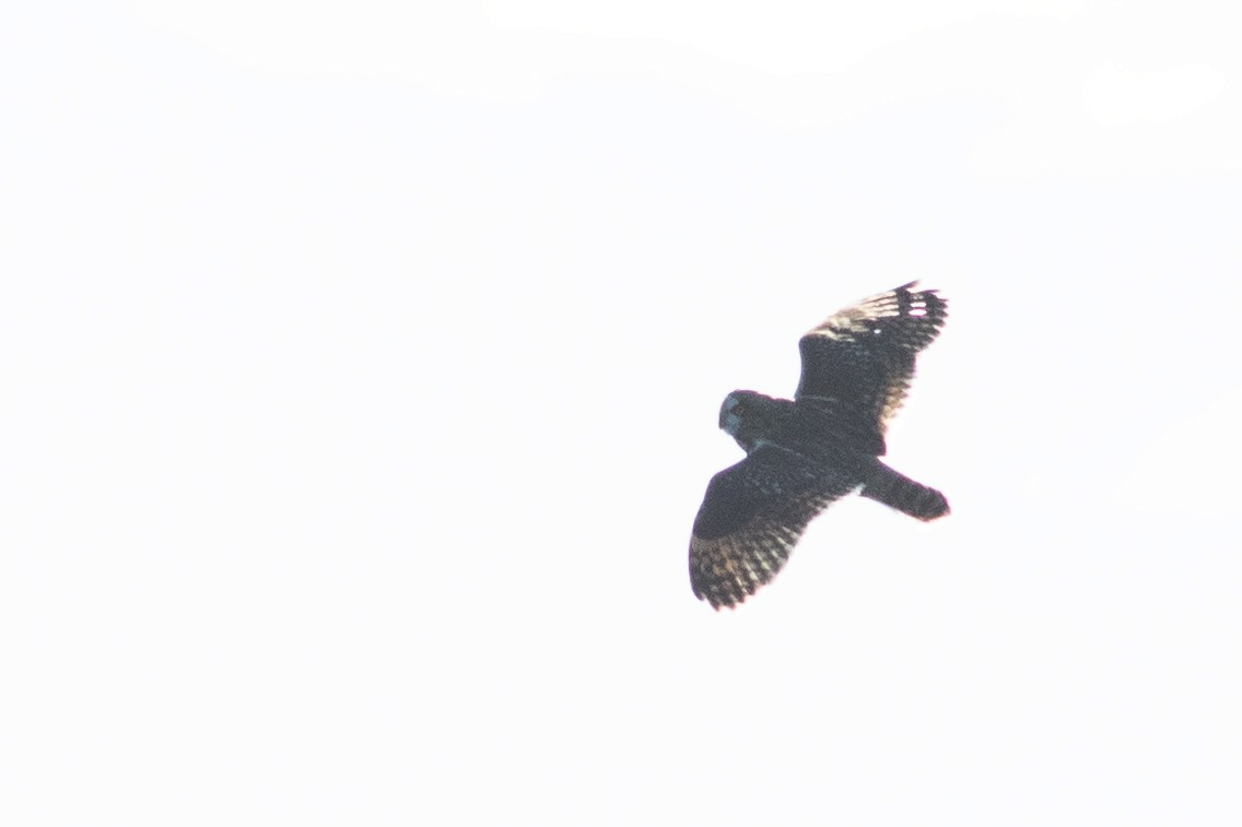 Short-eared Owl - ML626094472