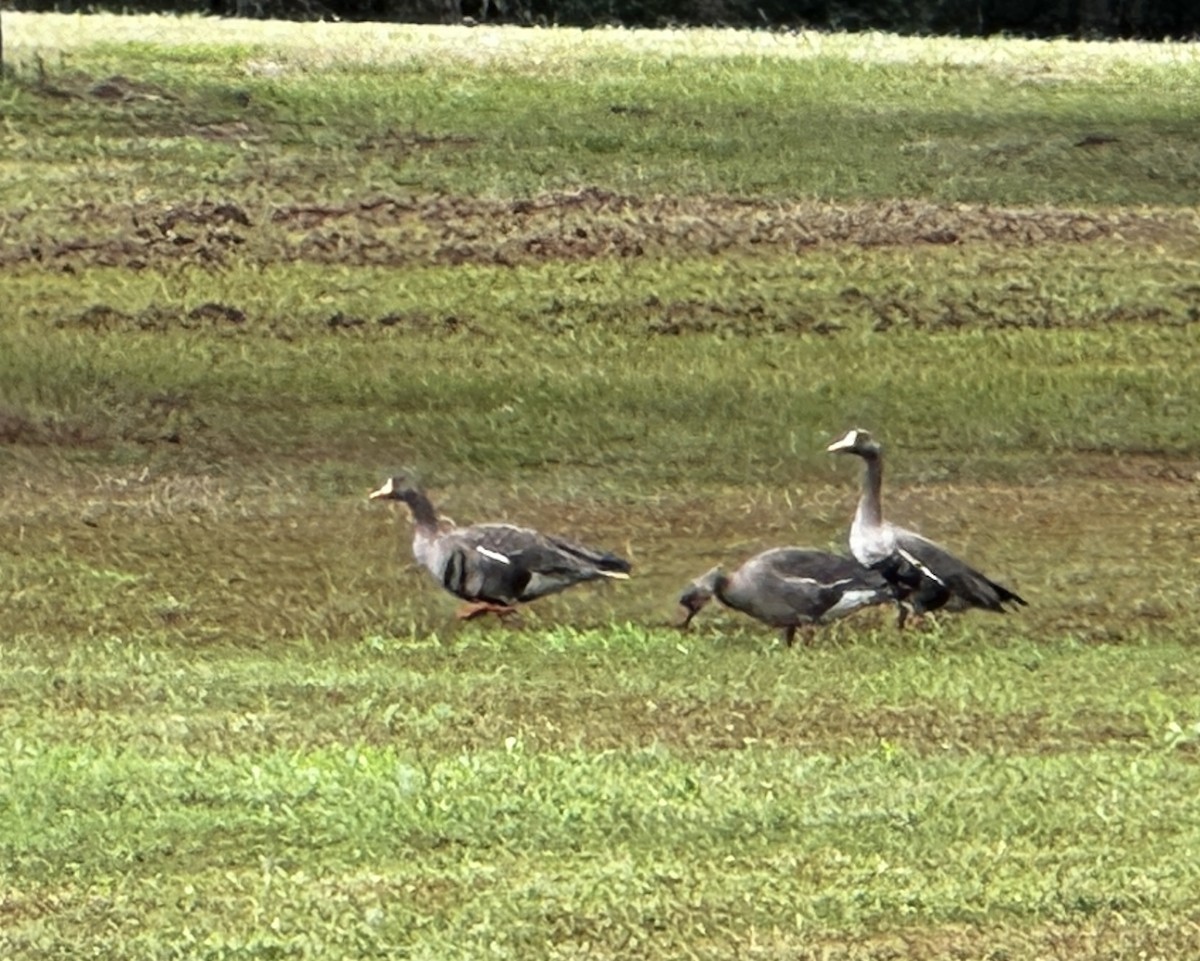 husa běločelá - ML626094708