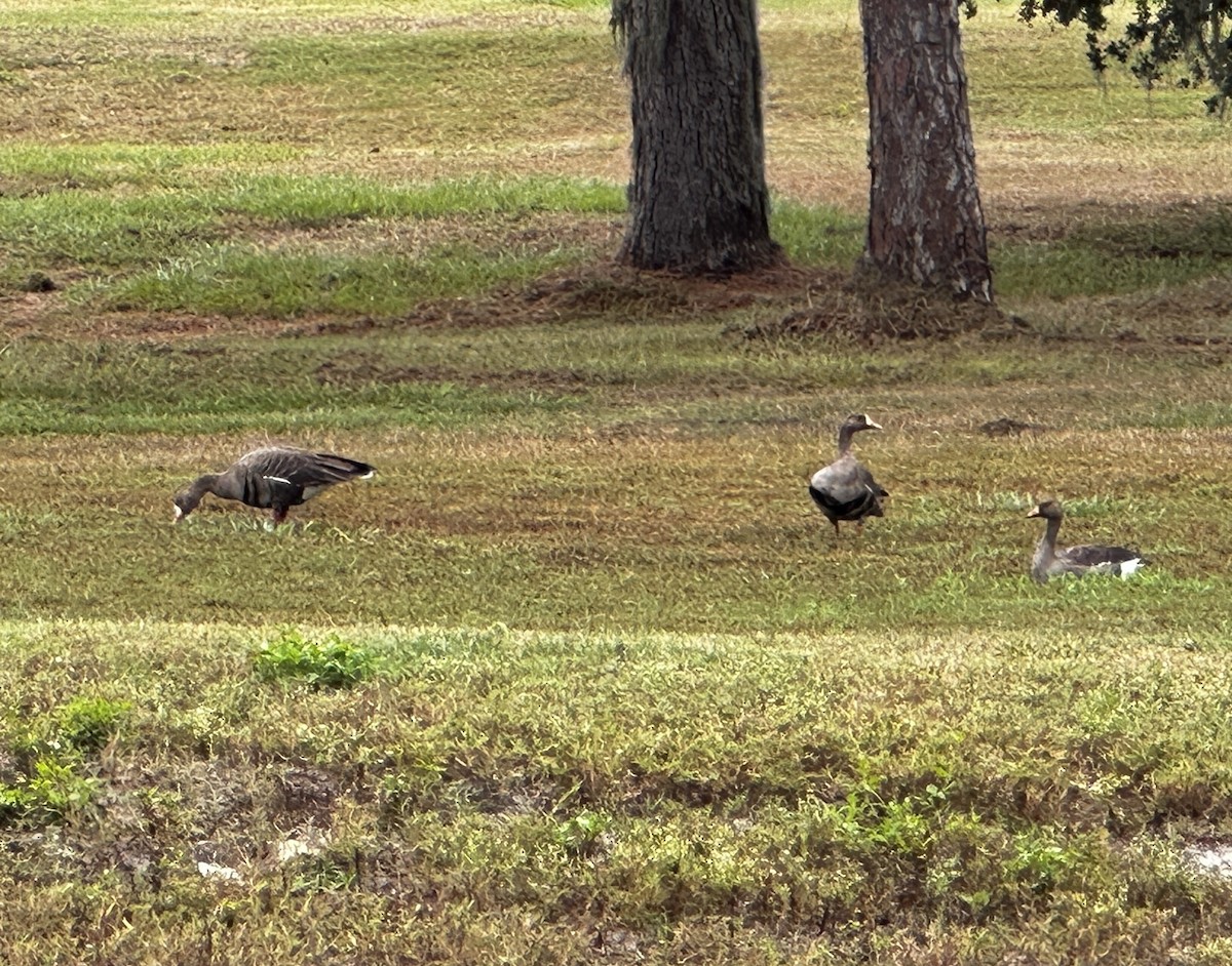 husa běločelá - ML626094709