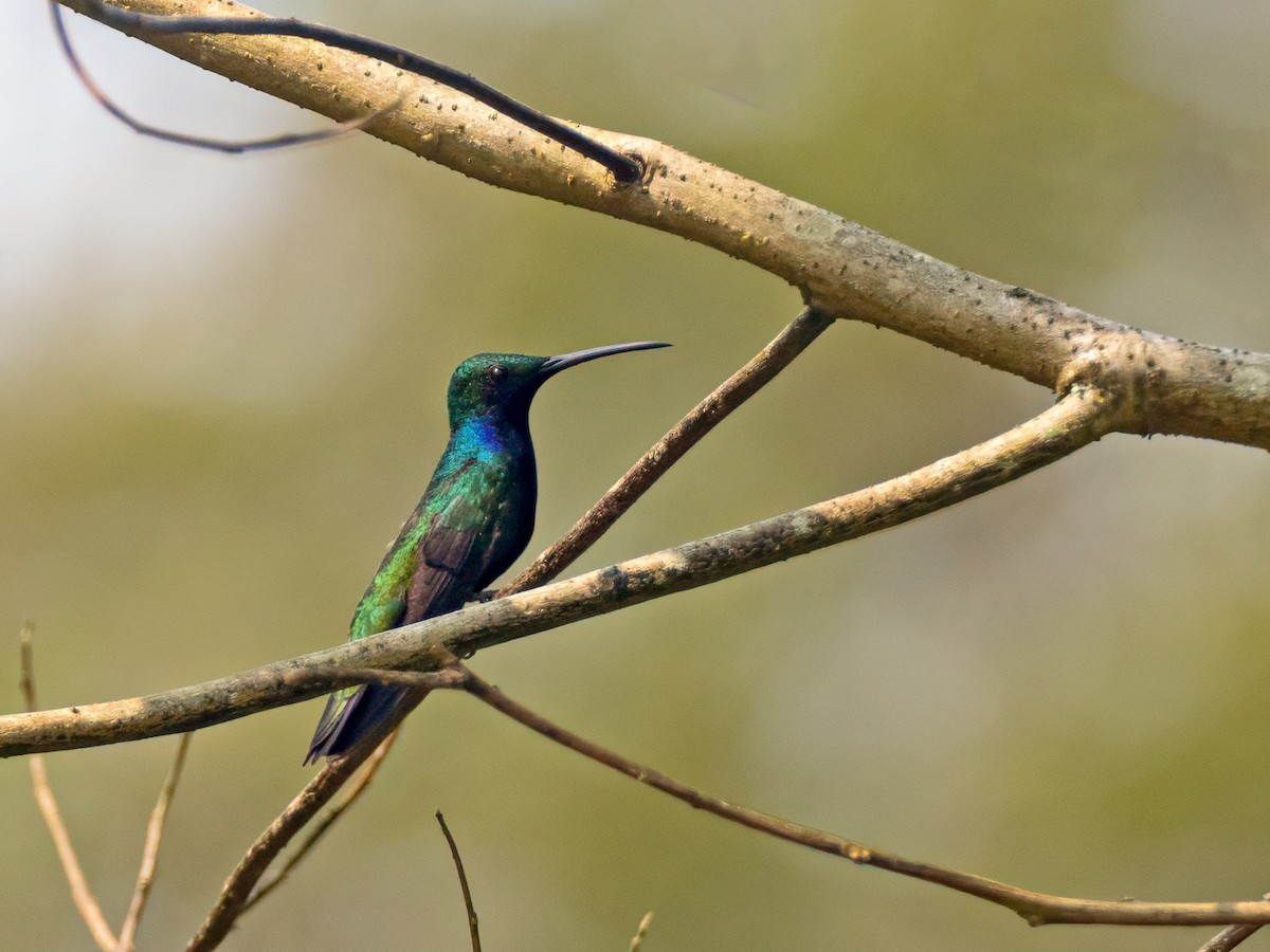 Black-throated Mango - ML626094851