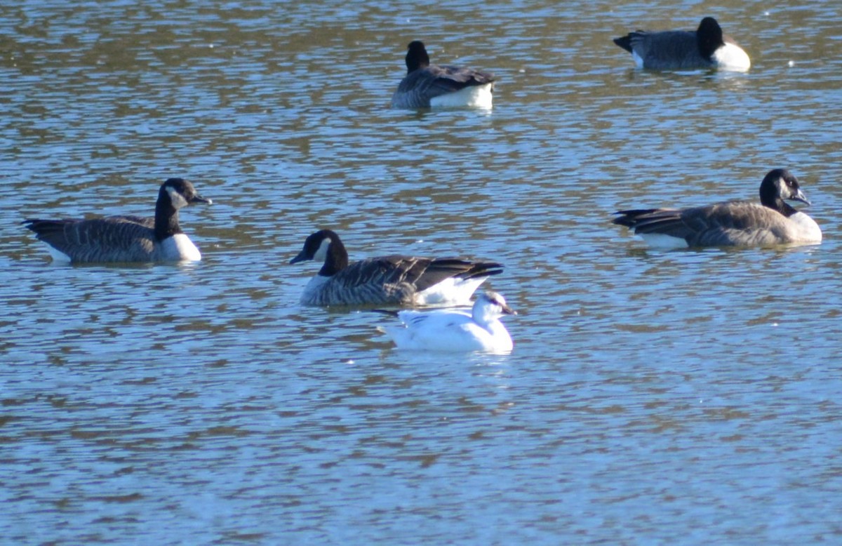 Ross's Goose - ML626095077