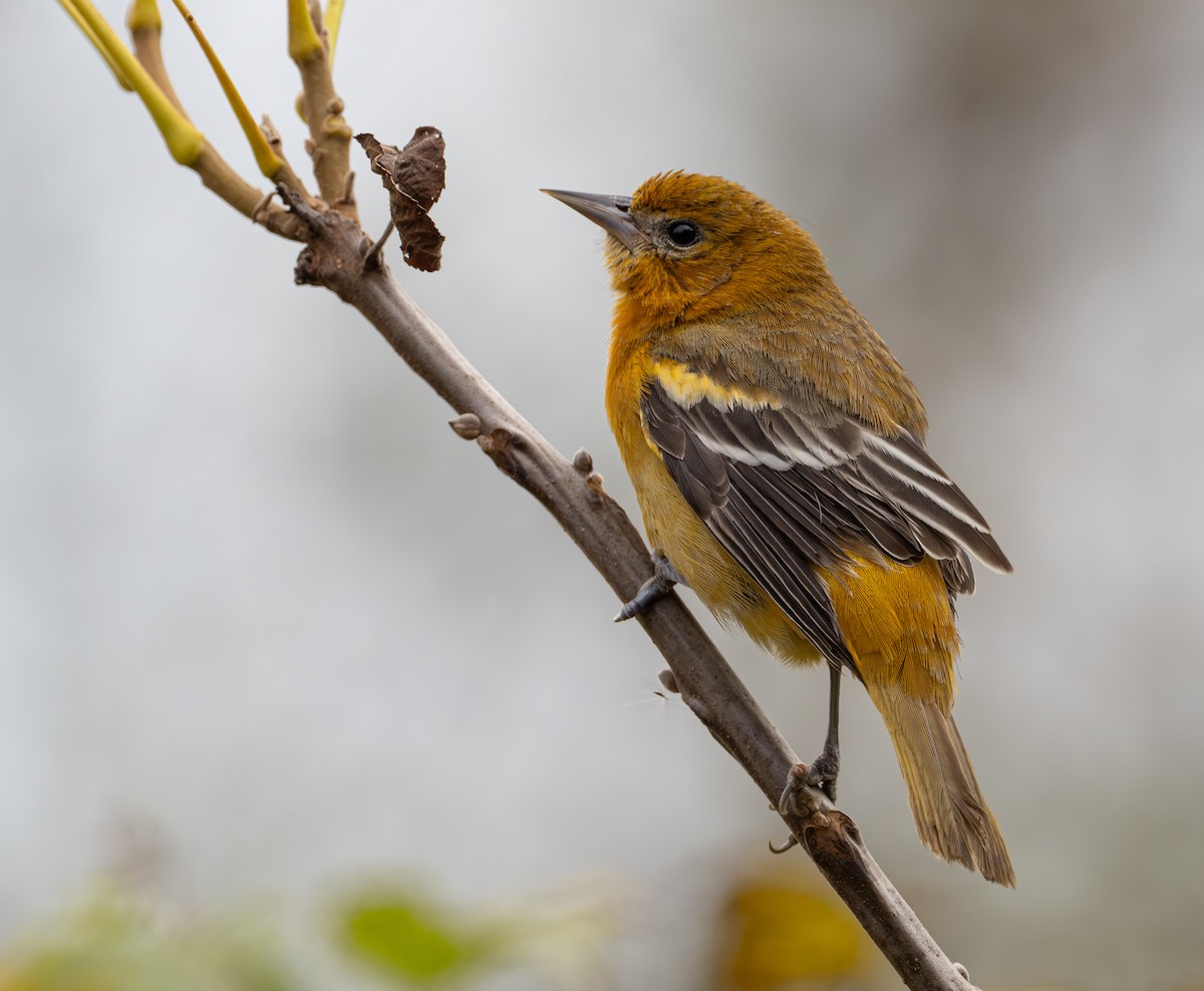 Baltimore Oriole - Lawrence Rhoads