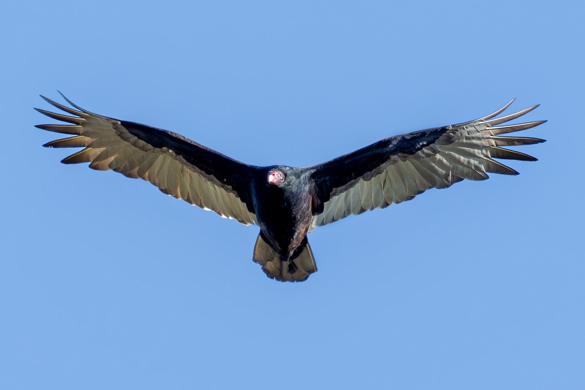 ヒメコンドル - ML626095316