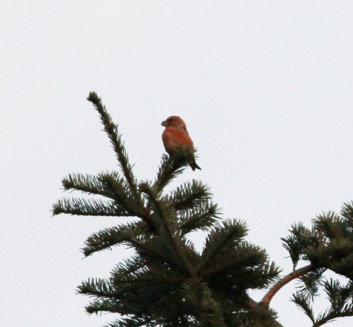 Parrot Crossbill - ML626095516