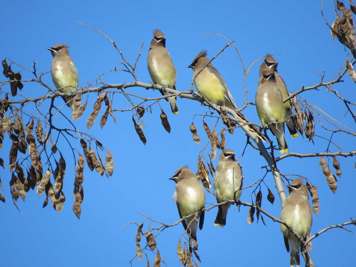 Cedar Waxwing - ML626095635