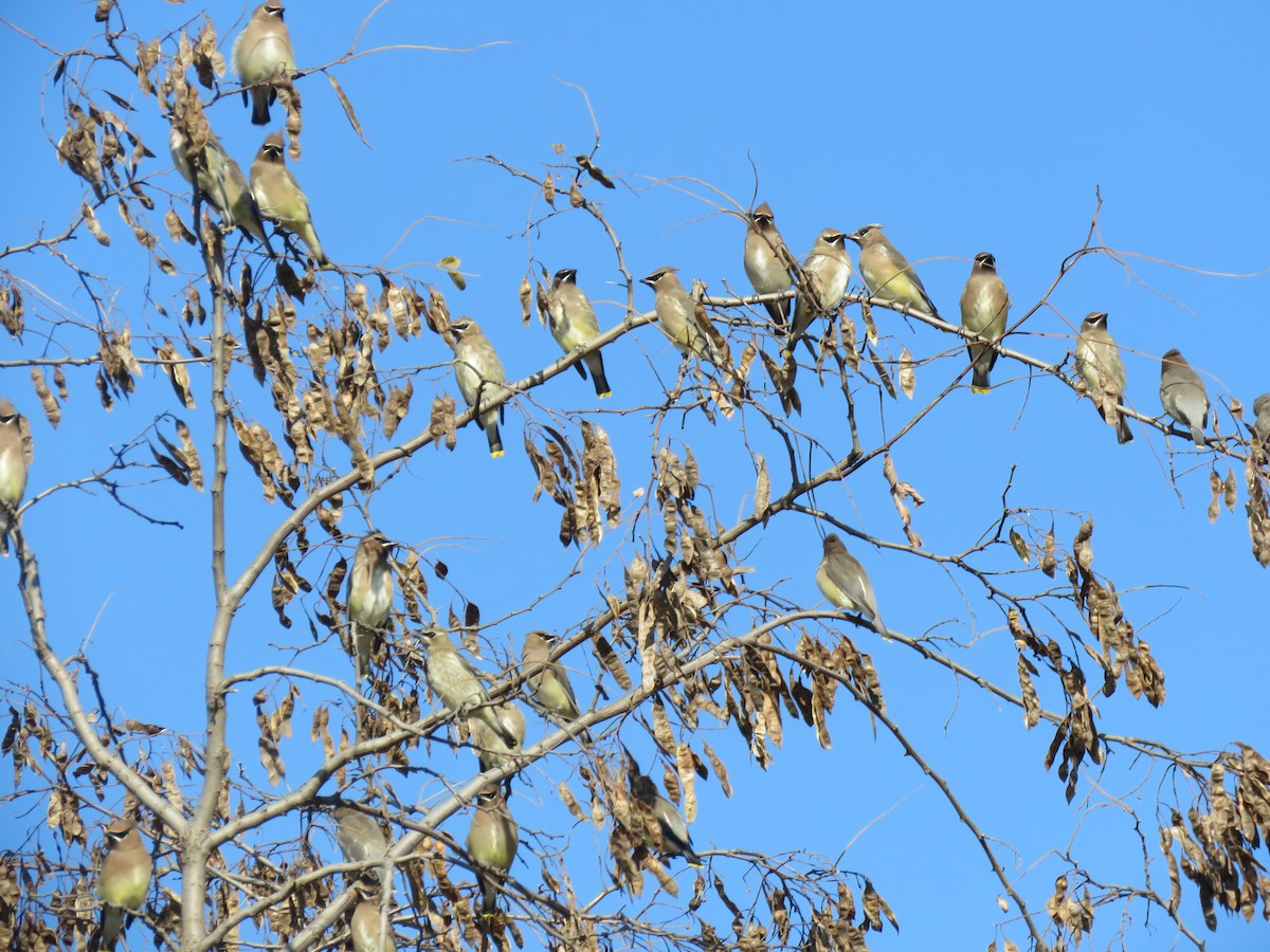 Cedar Waxwing - ML626095636