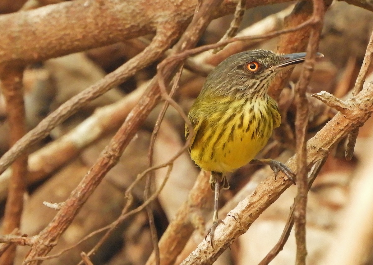 Spotted Tody-Flycatcher - ML626095786