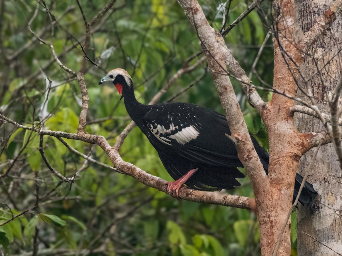 Red-throated Piping-Guan - ML626095813