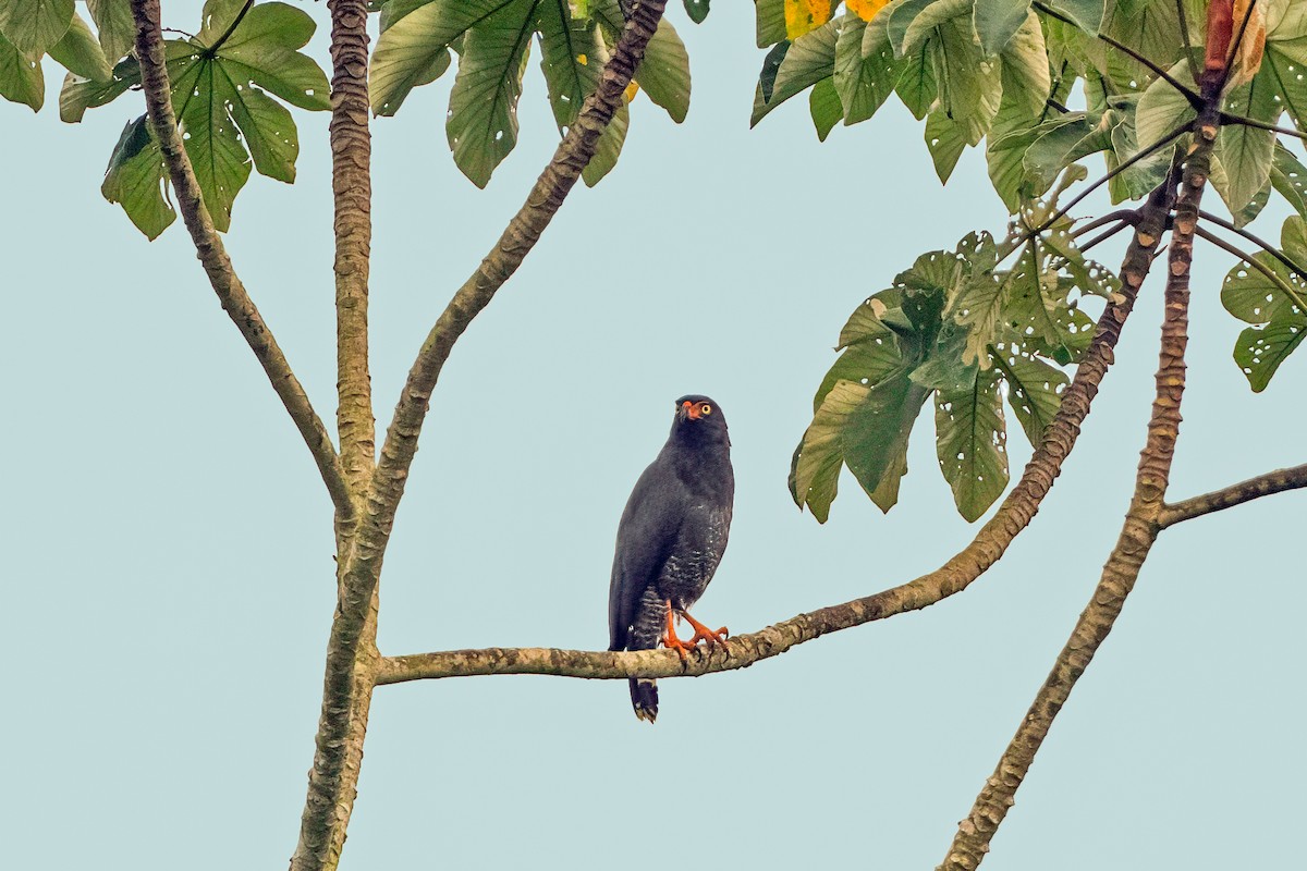 Slate-colored Hawk - ML626095816