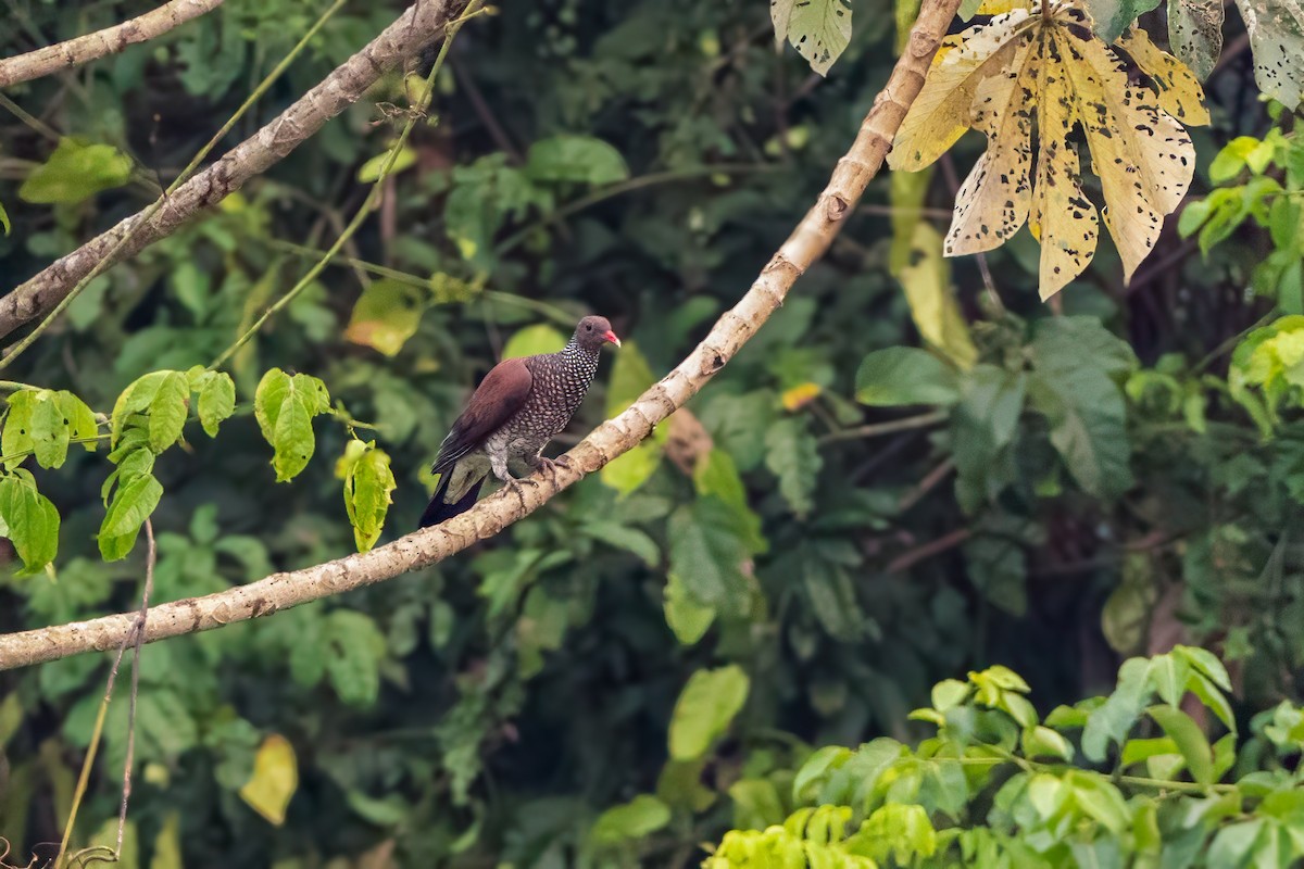 Scaled Pigeon - ML626095831