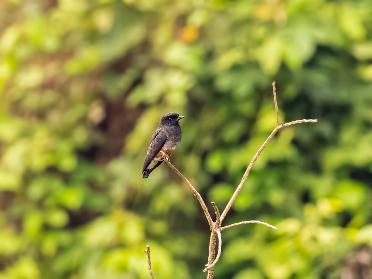 Swallow-winged Puffbird - ML626095847