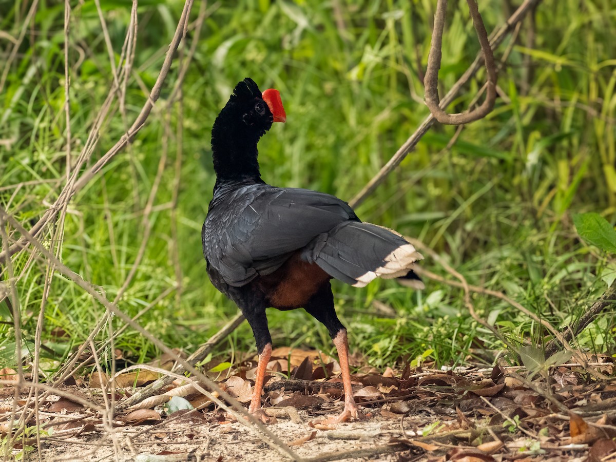 Razor-billed Curassow - ML626095890