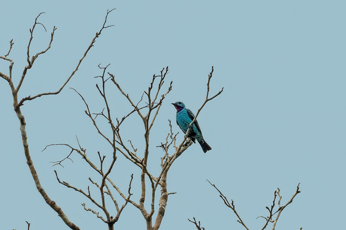 Spangled Cotinga - ML626095905