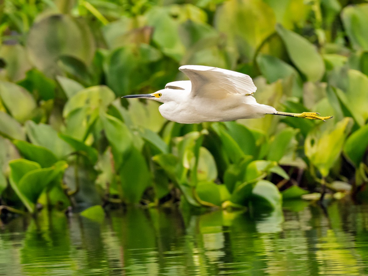 Snowy Egret - ML626095913