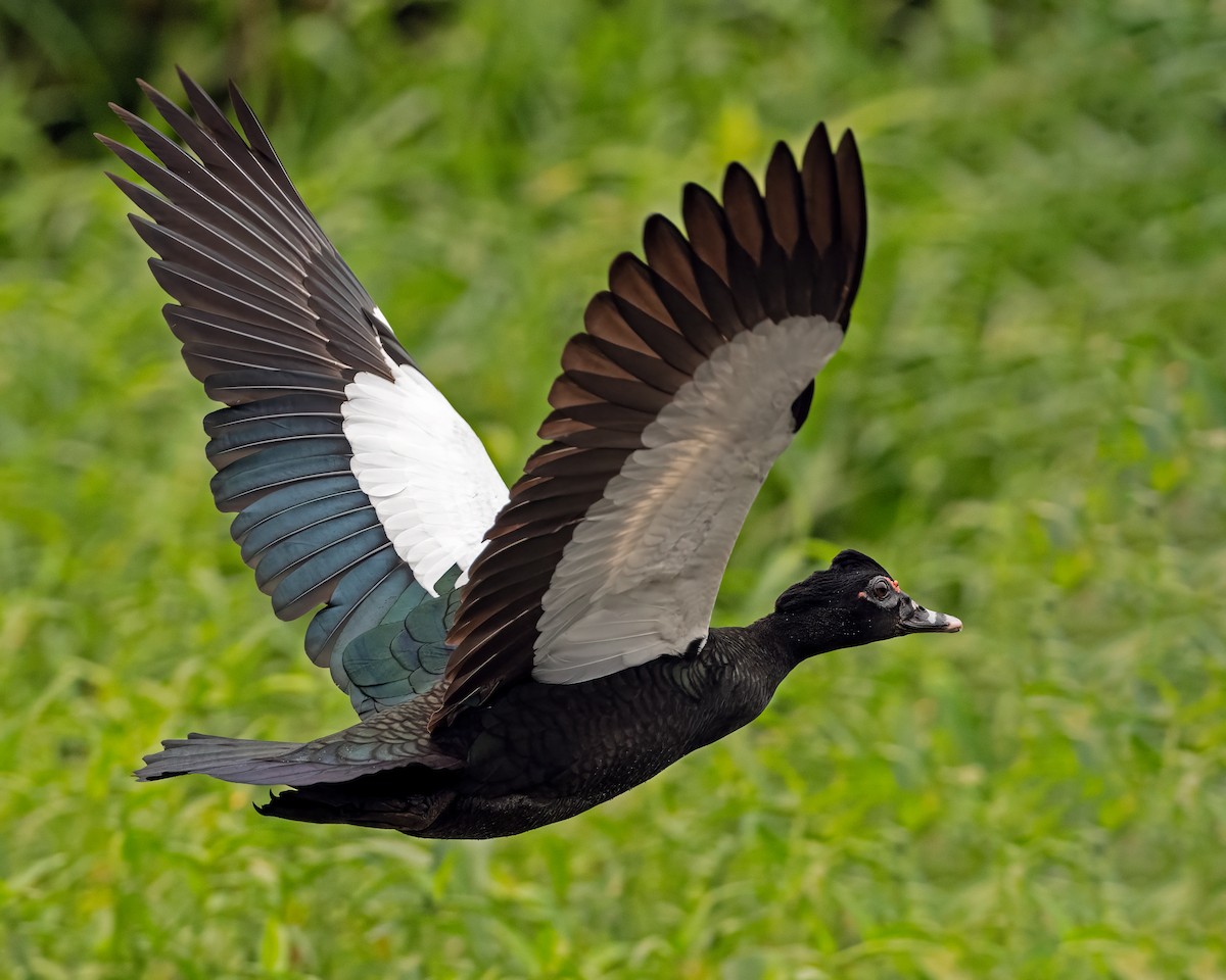 Muscovy Duck - ML626095935