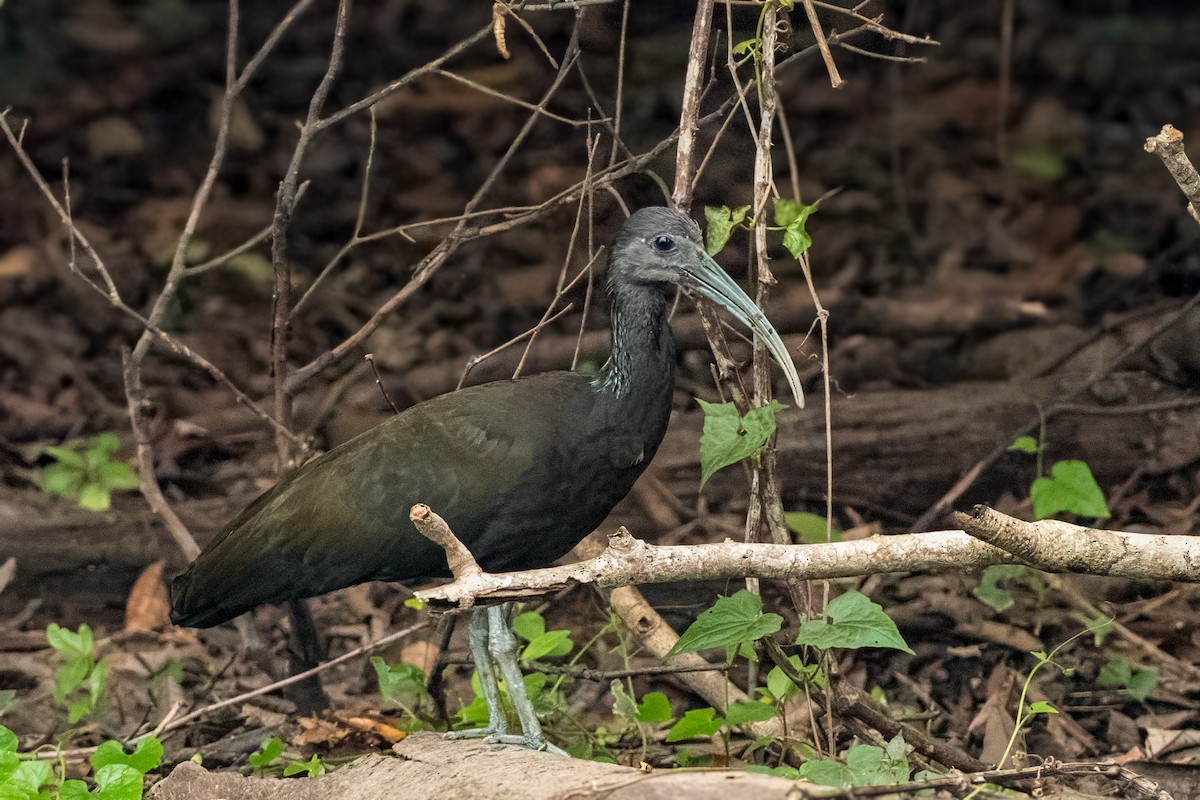 Green Ibis - ML626095942