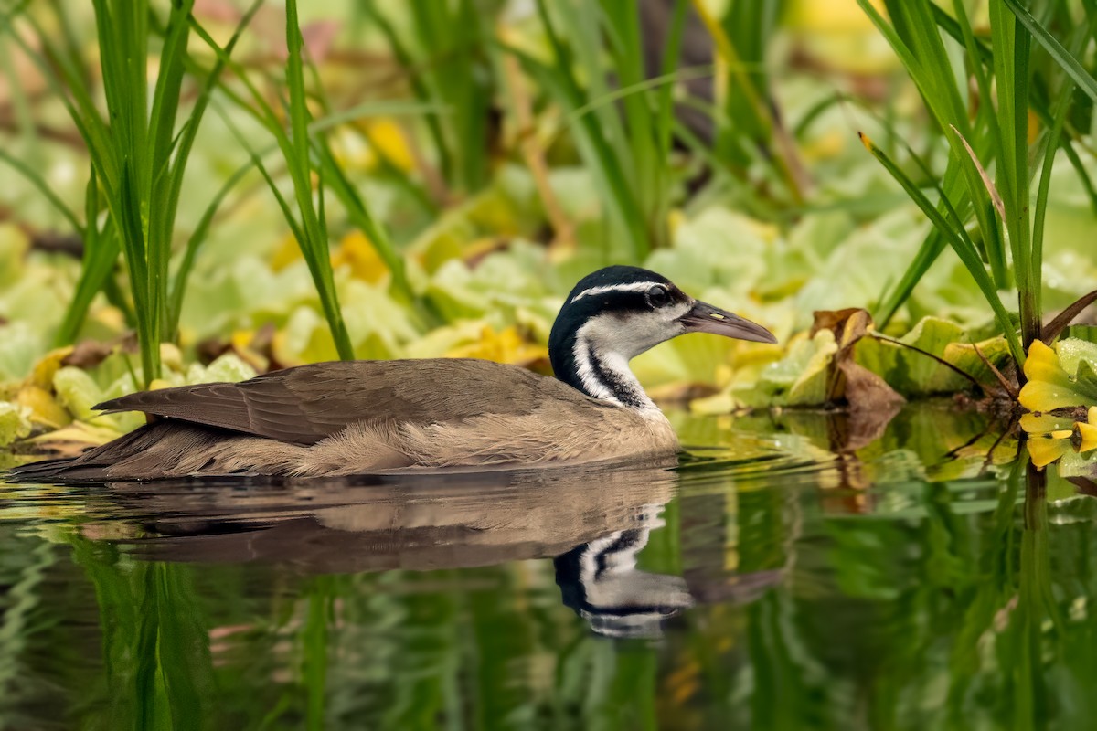 Sungrebe - ML626095962