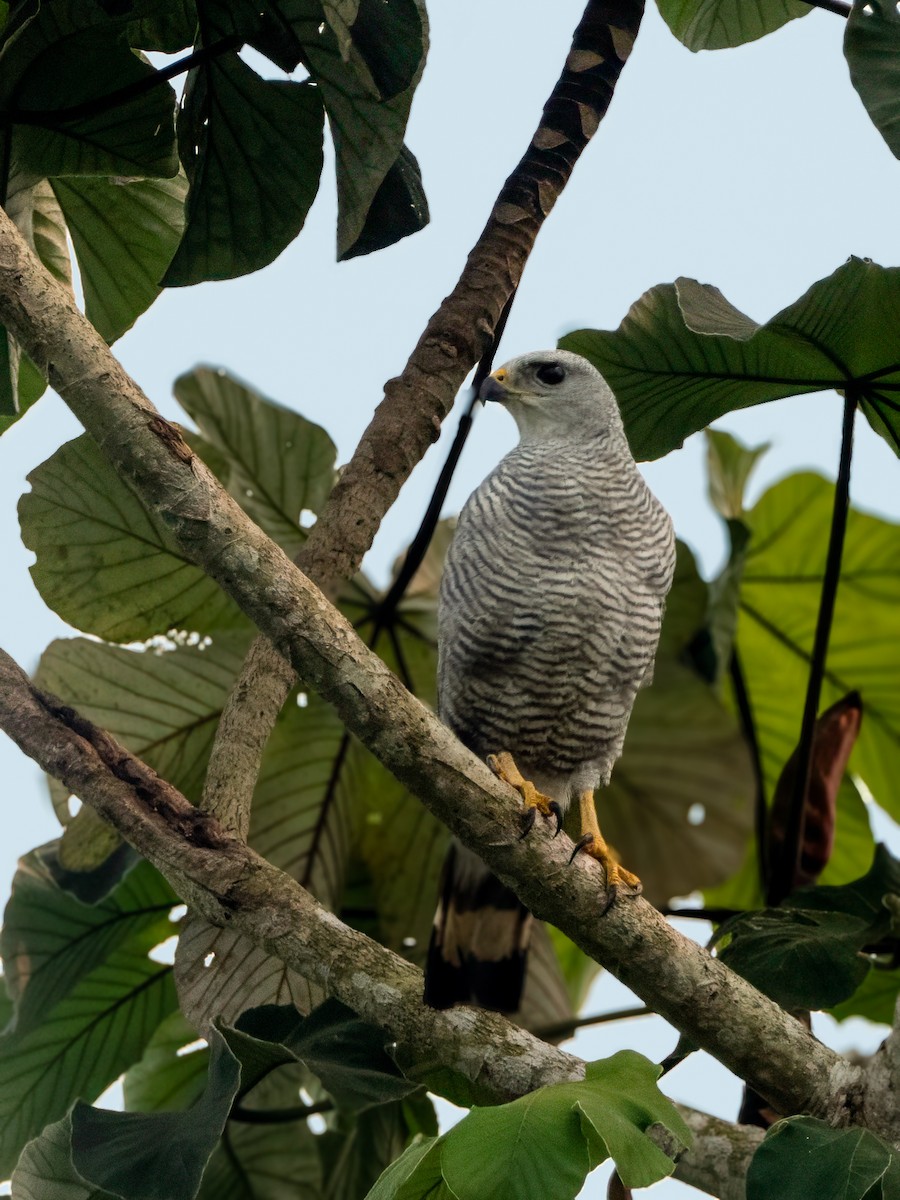 Gray-lined Hawk - ML626095970
