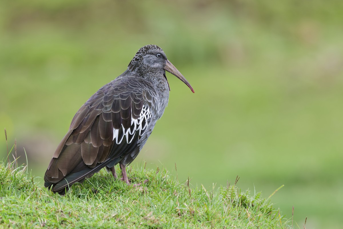 Wattled Ibis - ML626095975