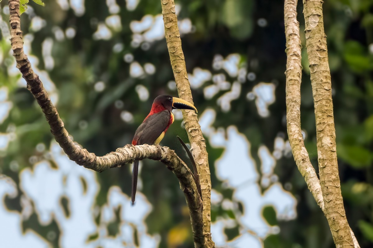 Red-necked Aracari - ML626095997
