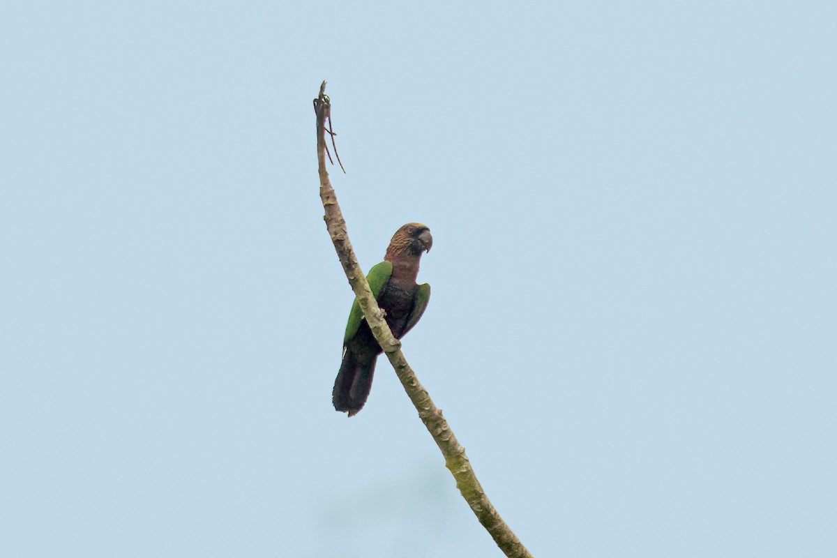 Red-fan Parrot - ML626096043
