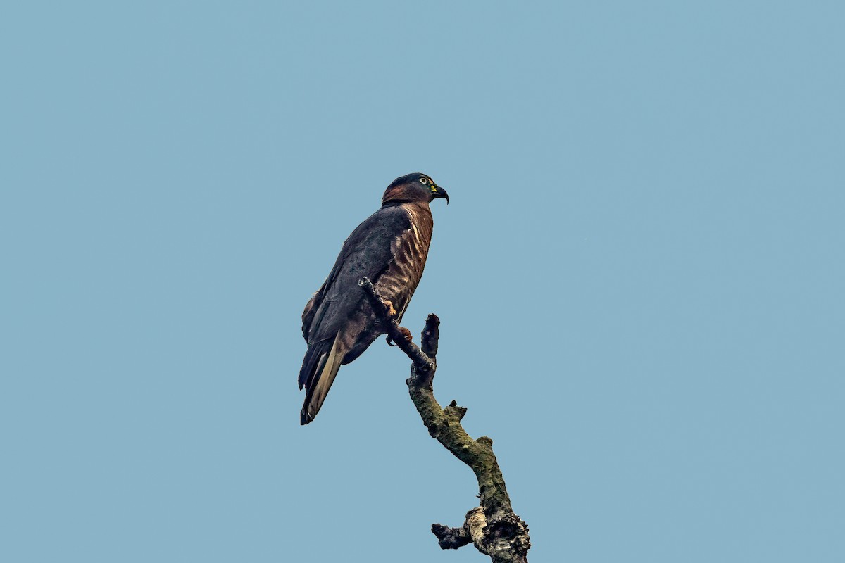 Snail Kite - ML626096063