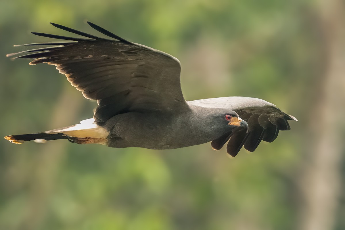 Snail Kite - ML626096065