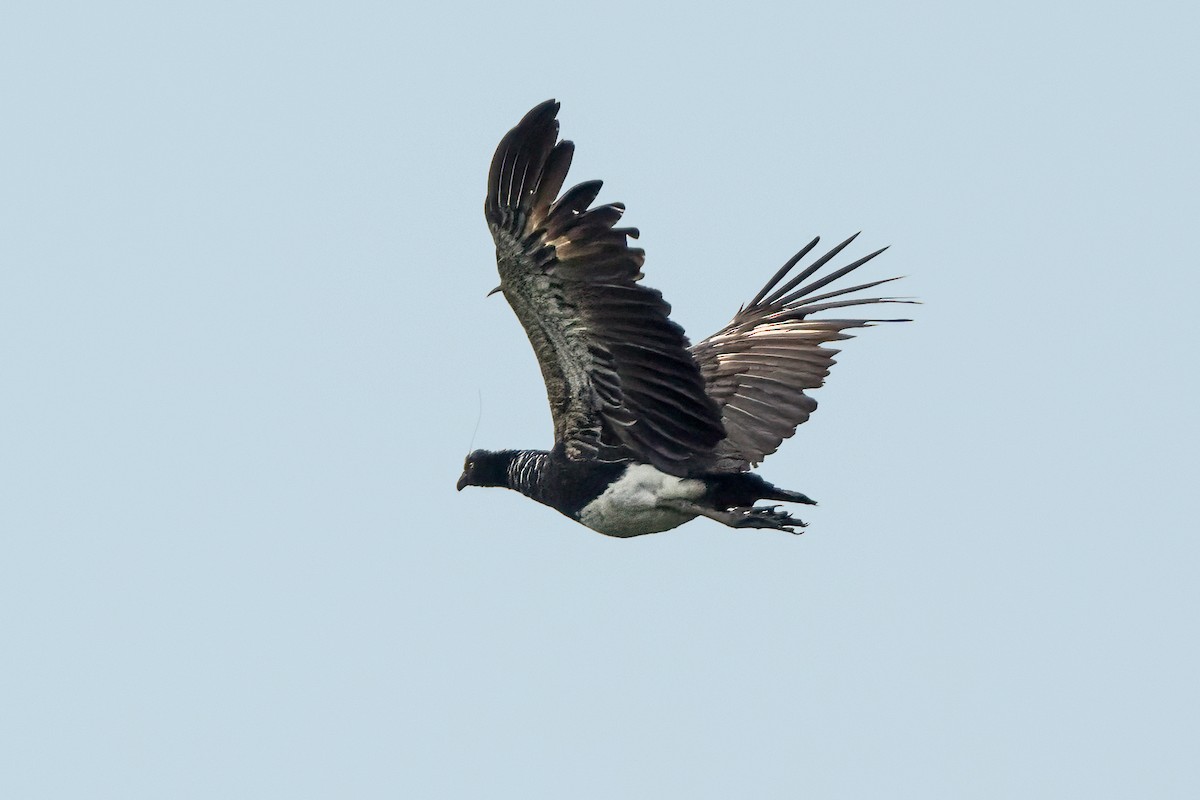 Horned Screamer - ML626096068