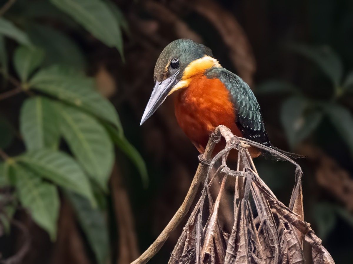 Green-and-rufous Kingfisher - ML626096091