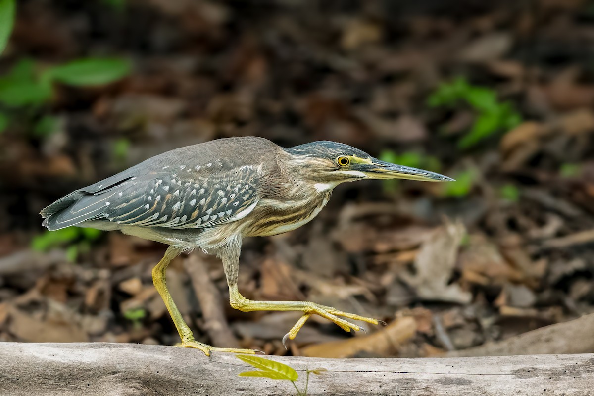 Striated Heron (South American) - ML626096112