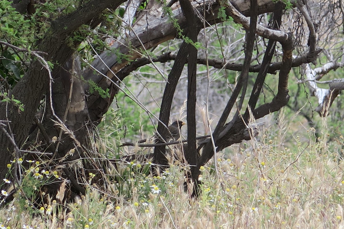 Mourning Sierra Finch - ML626096184