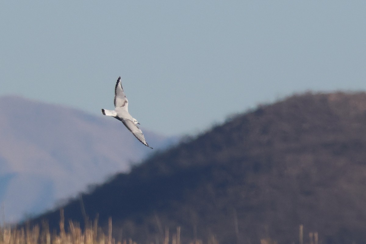 Bonaparte's Gull - ML626096343