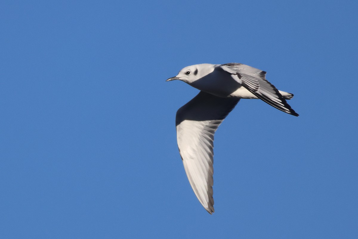 Bonaparte's Gull - ML626096346