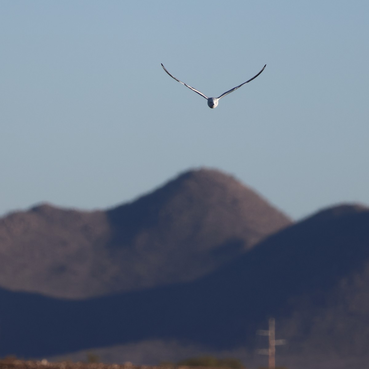 Bonaparte's Gull - ML626096347