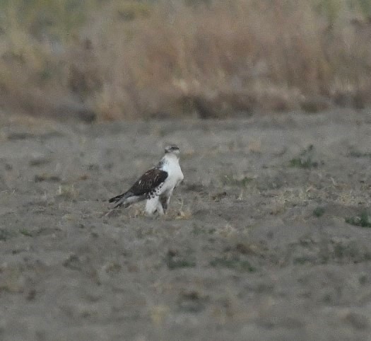 Ferruginous Hawk - ML626096354