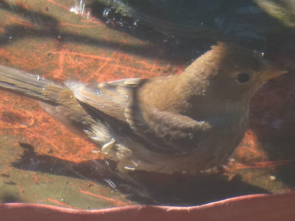 Lazuli Bunting - ML626096387