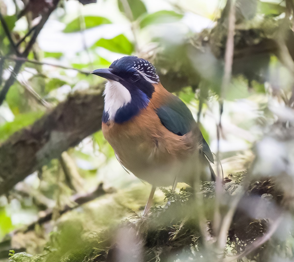 Pitta-like Ground-Roller - ML626096529