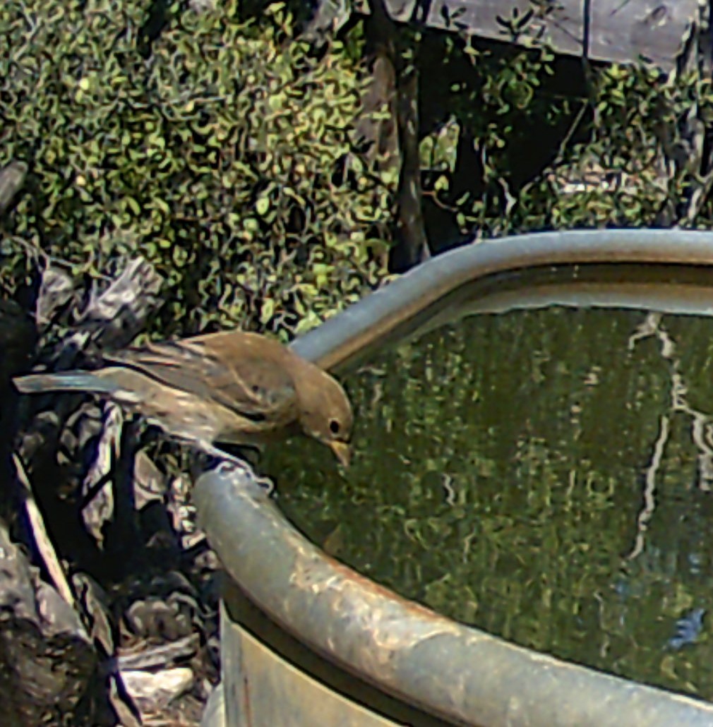 Indigo Bunting - ML626096679
