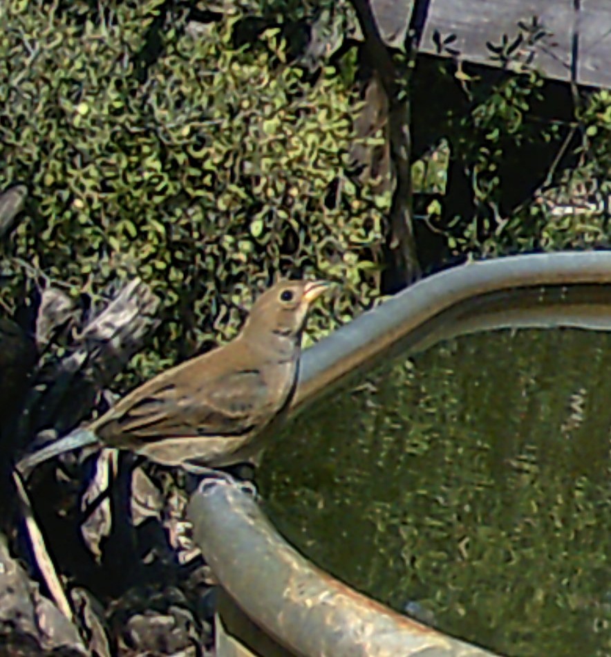 Indigo Bunting - ML626096688