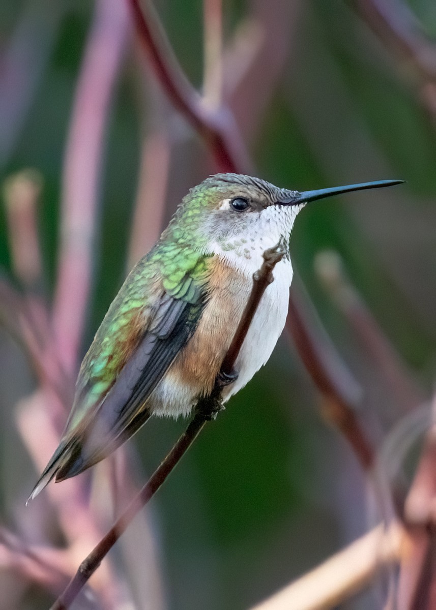 Rufous/Allen's Hummingbird - ML626096816