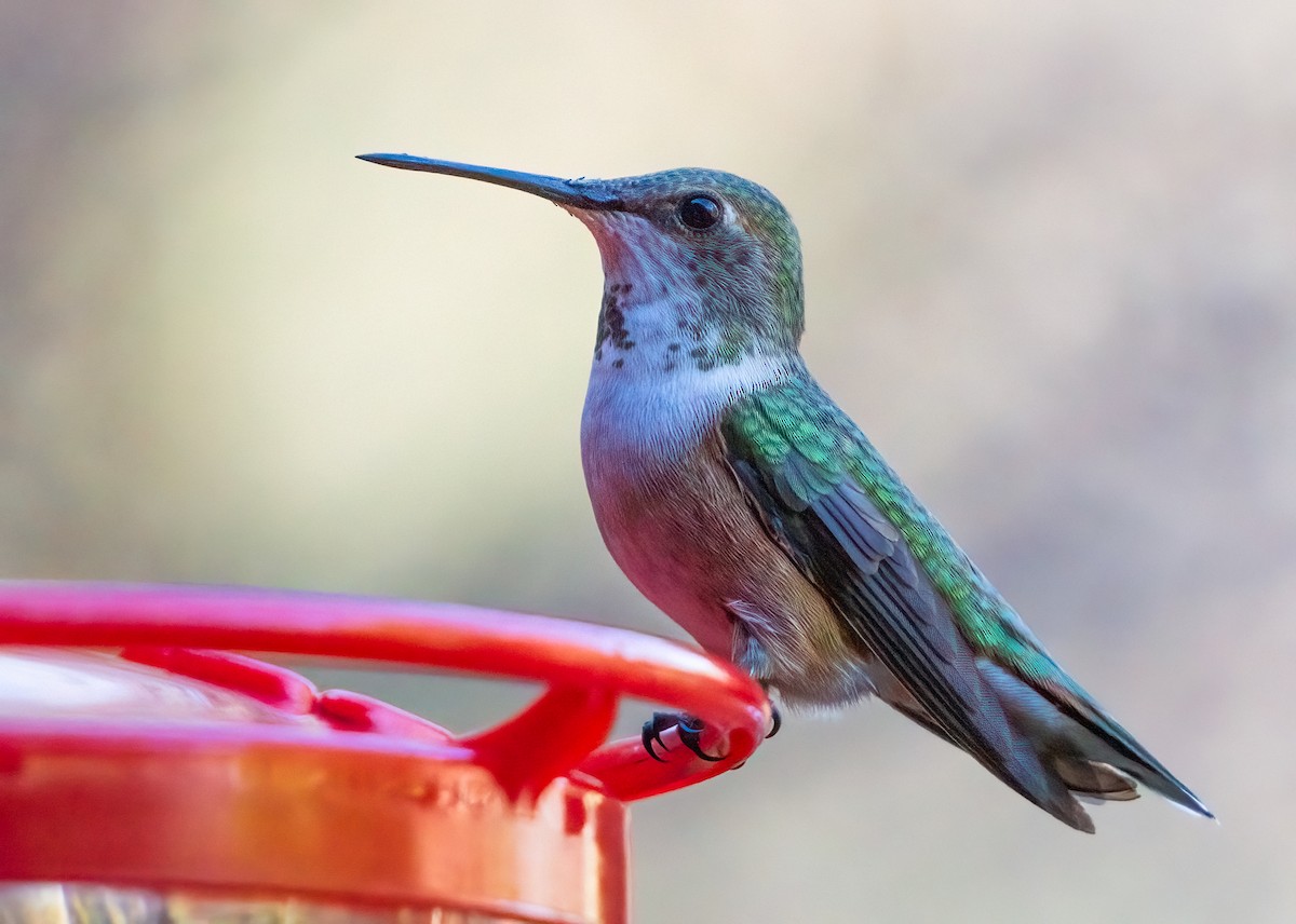 Rufous/Allen's Hummingbird - ML626096817