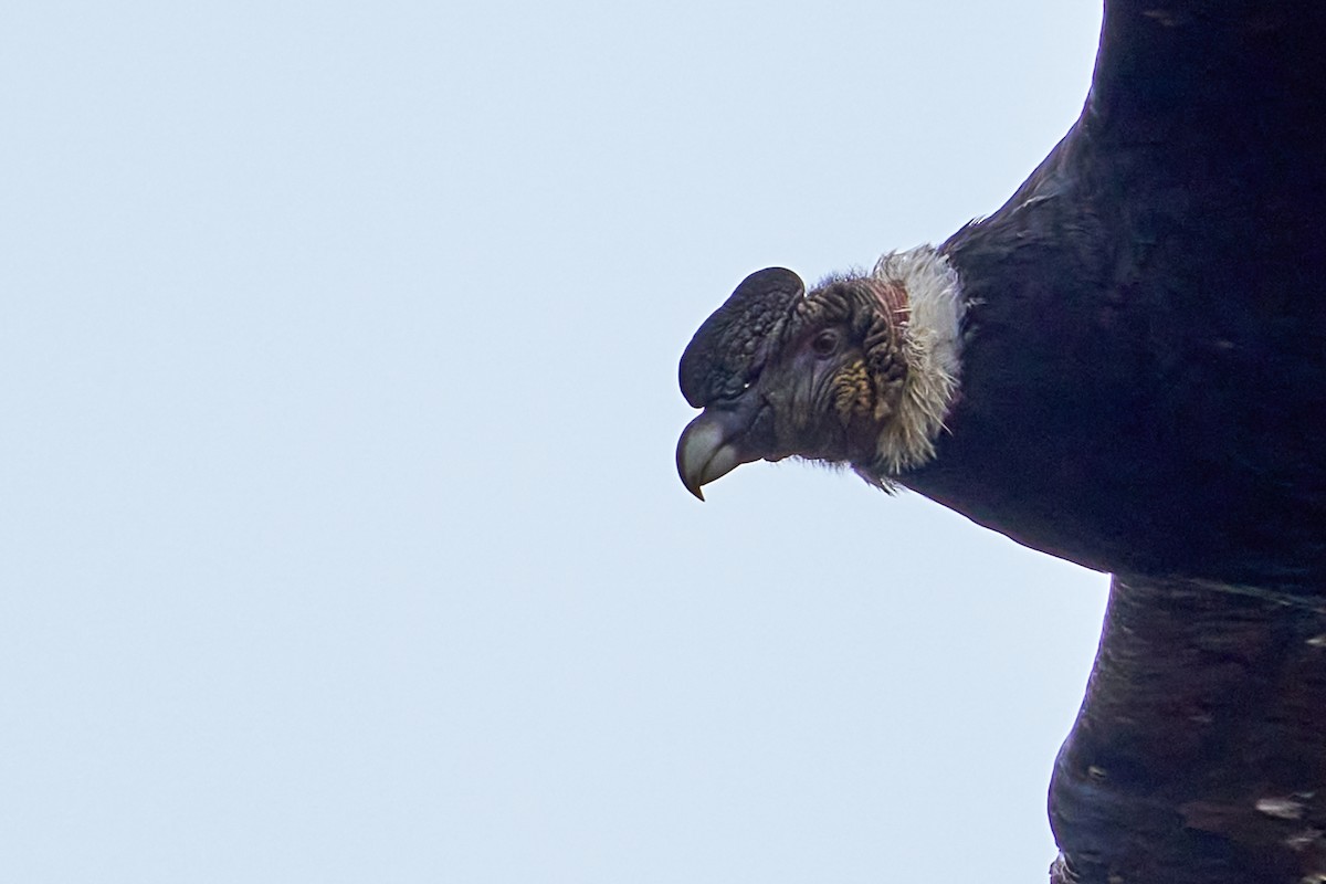 Andean Condor - ML626097134