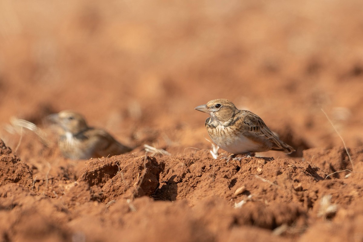 Calandra Lark - ML626097188