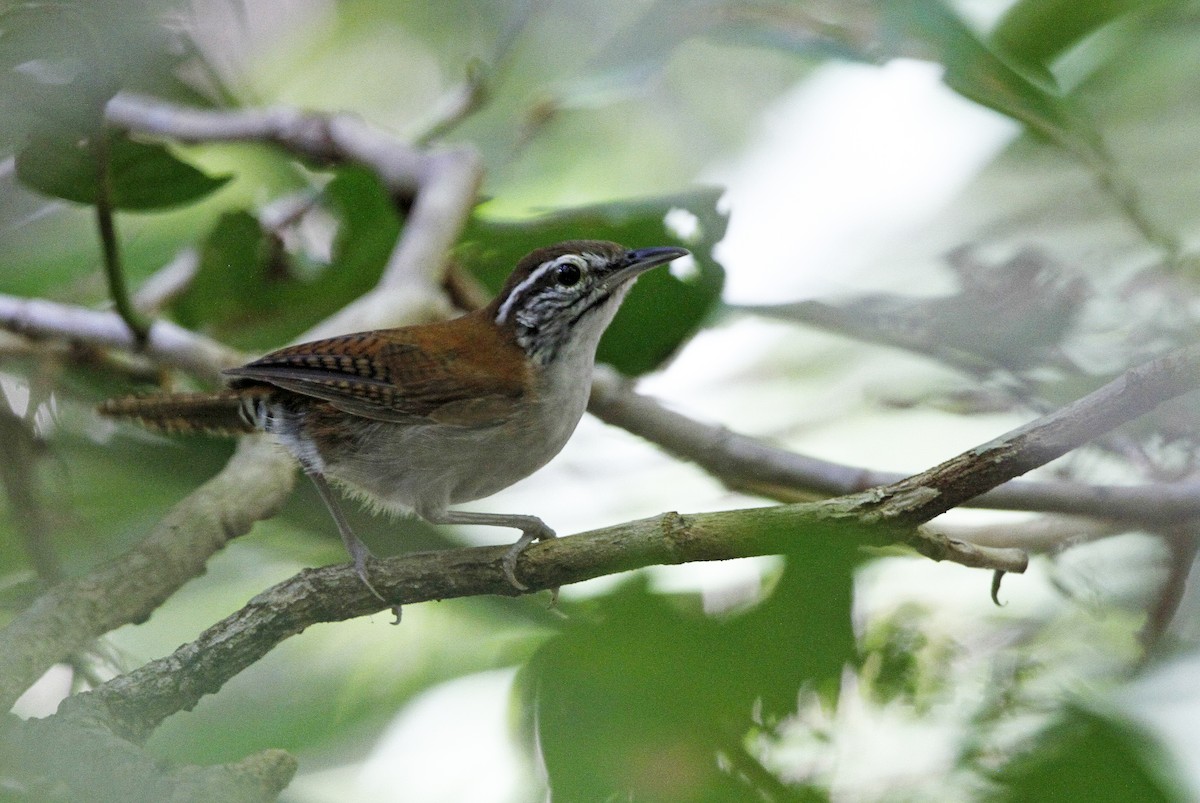 Rufous-and-white Wren - ML626097208